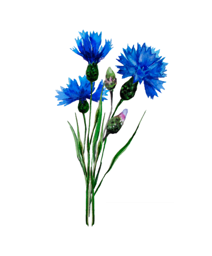 Kornblumen